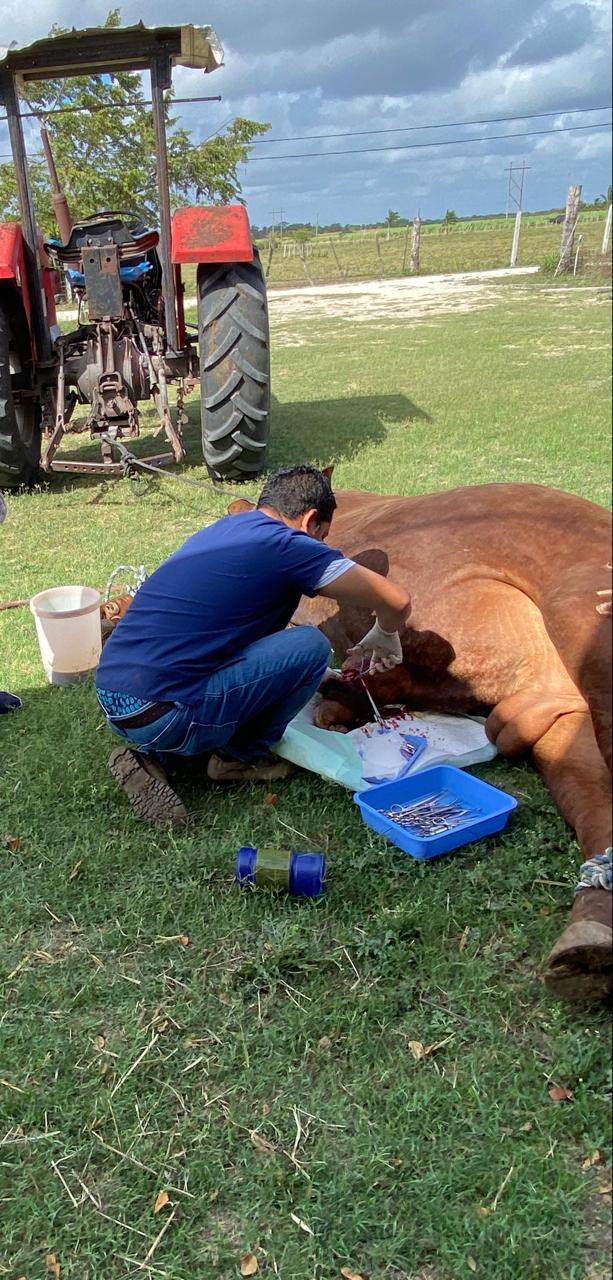Cat receiving care