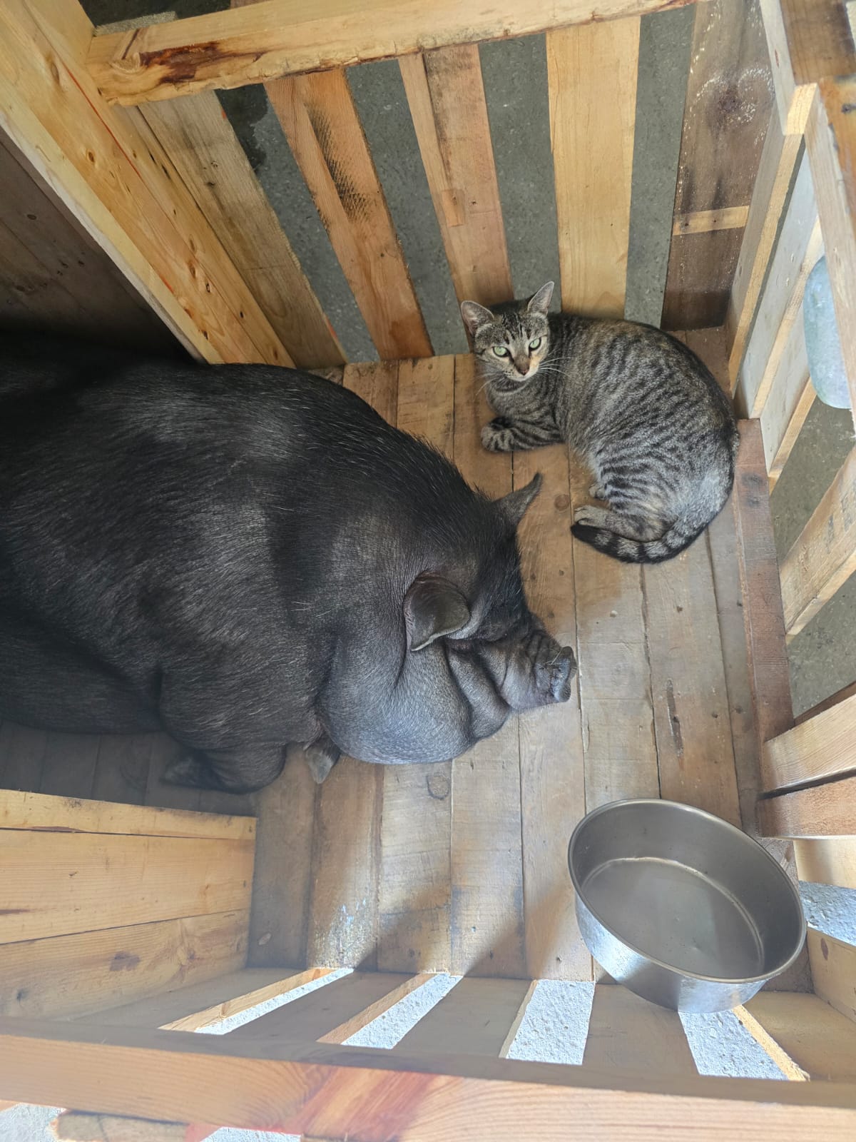 Cat receiving care